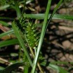 Carex demissa Fleur