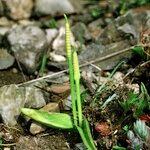 Ophioglossum azoricum Buveinė