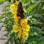 Senna didymobotrya Blüte