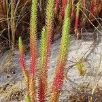 Euphorbia paralias Blad