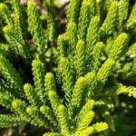 Araucaria columnarisLeaf