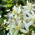 Clematis terniflora Floare