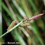 Carex cespitosa Froito
