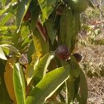 Alibertia edulis Fruit