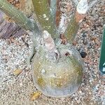 Adenium multiflorum Кора