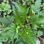 Silphium perfoliatum Лист