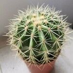 Echinocactus grusonii 葉