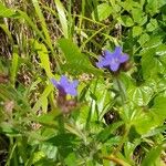 Buglossoides purpurocaeruleaÇiçek