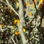 Cytisopsis pseudocytisus Bark