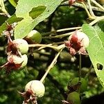 Amelanchier canadensis Fruit