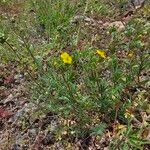 Potentilla gracilis Habit