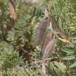 Vicia cusnae Fruit