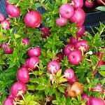 Gaultheria mucronata Fruit