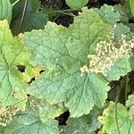 Heuchera villosa Lehti