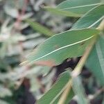 Salix purpurea Blad