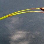 Carex ferruginea Fruit