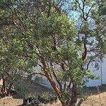 Arctostaphylos pringlei Habit