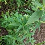 Pycnanthemum verticillatum Leaf