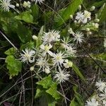 Clematis vitalbaFlower