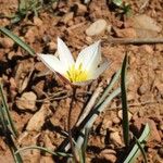 Tulipa biflora Flower