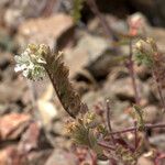 Phacelia distans Elinympäristö