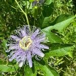 Passiflora incarnata Blatt