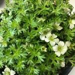 Saxifraga hypnoides Folha