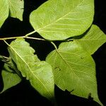 Colubrina elliptica Foglia