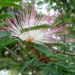 Calliandra selloi Kvet