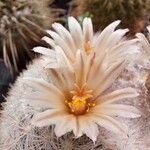 Mammillaria candida