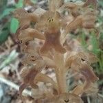 Neottia nidus-avis Цветок