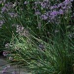 Tulbaghia violacea Blad