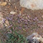 Limonium minutum 花