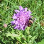 Knautia arvernensisFlower