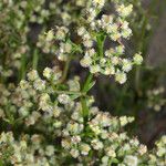 Galium angustifolium Кветка