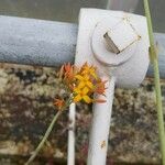 Kalanchoe rotundifolia Floare