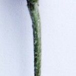 Phagnalon graecum Flower