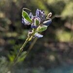 Lupinus albifrons Flors