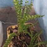 Asplenium viride Blatt