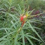 Lobelia laxiflora Kwiat