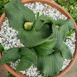 Massonia depressa Hábito
