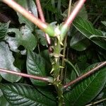 Erythrina cochleata Muu