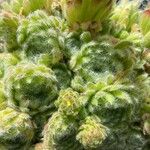 Sempervivum grandiflorum Hábito