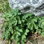 Chelidonium majus Leaf