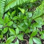 Dentella repens Ravina