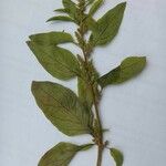 Chenopodium polyspermum Blad