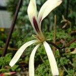 Pelargonium trifidum Other