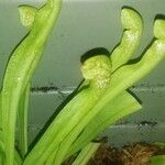 Sarracenia minor पत्ता