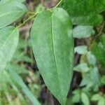 Piper borbonense Leaf