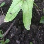 Dioscorea spiculiflora Leaf